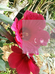 網(wǎng)貸逾期到法院不出庭會(huì)怎么樣(網(wǎng)貸逾期會(huì)不會(huì)上法庭)