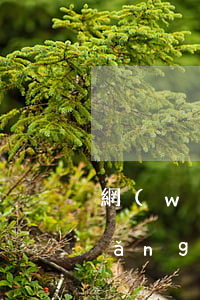 網(wǎng)貸逾期十天上征信嗎(網(wǎng)貸逾期11天會上征信嗎)