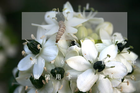 網(wǎng)貸逾期半個(gè)月還能辦信用卡嗎-網(wǎng)貸逾期后多久可以辦信用卡