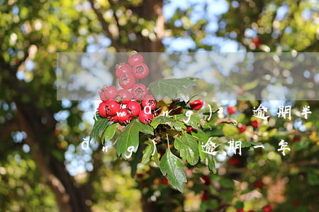 網(wǎng)貸逾期半年在家過年(網(wǎng)貸逾期一年)