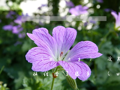 網(wǎng)貸逾期半年沒(méi)上征信(借了很多網(wǎng)貸沒(méi)有逾期征信會(huì)好嗎)