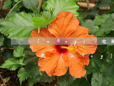 網(wǎng)貸逾期協(xié)商月底還款(網(wǎng)貸逾期協(xié)商還本金注意)