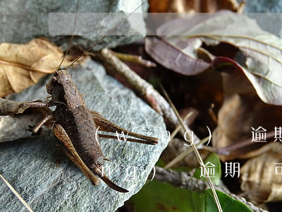 網(wǎng)貸逾期可以下款口子(網(wǎng)貸逾期還可以借錢的口子)
