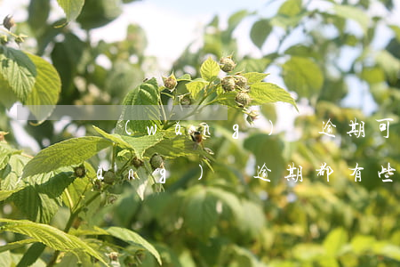 網(wǎng)貸逾期可以什么意思(網(wǎng)貸逾期都有些什么后果)
