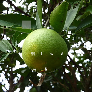 網(wǎng)貸逾期可以做公證人嗎(網(wǎng)貸逾期可以做擔(dān)保人嗎)