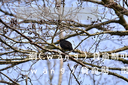 網(wǎng)貸逾期可以坐牢抵債嗎(網(wǎng)貸逾期沒還會不會坐牢)