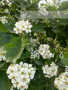網(wǎng)貸逾期可以委托律師協(xié)商延期嗎-網(wǎng)貸逾期可以委托律師協(xié)商延期嗎?
