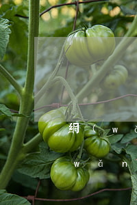 網(wǎng)貸逾期可以打包委托嗎(網(wǎng)貸債務(wù)可以委托嗎)