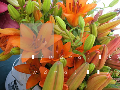 網(wǎng)貸逾期可以按揭車貸嗎(網(wǎng)貸嚴(yán)重逾期可以貸款買車嗎)