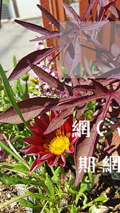 網(wǎng)貸逾期可以用花唄嗎(花唄逾期網(wǎng)貸逾期還有哪些口子可以下款嗎)
