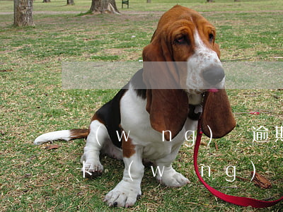 網(wǎng)貸逾期可以補(bǔ)銀行卡(網(wǎng)貸逾期可以補(bǔ)銀行卡)