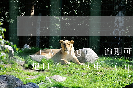 網(wǎng)貸逾期可以辦高炮嗎(逾期高炮口子還可以申請(qǐng)嘛)