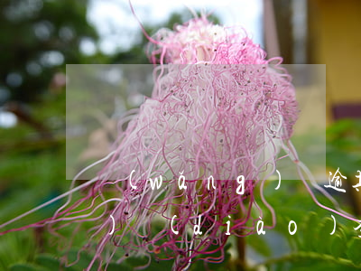 網(wǎng)貸逾期司法部上門(mén)調(diào)查(網(wǎng)貸逾期司法部門(mén)會(huì)管嗎)