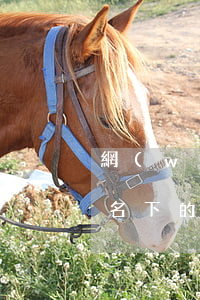 網(wǎng)貸逾期名下車輛被拖走(自己名下的車逾期被拖走怎么辦)