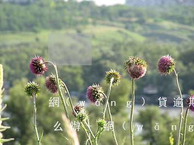 網(wǎng)貸逾期后不在單位亂填的怎么辦-網(wǎng)貸逾期找到單位去了,怎么辦