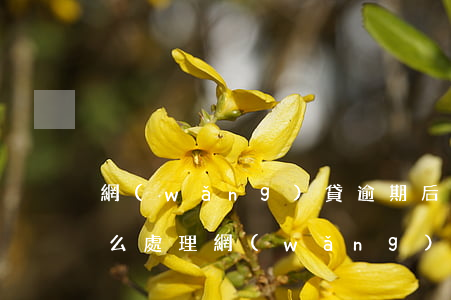 網(wǎng)貸逾期后協(xié)商怎么處理(網(wǎng)貸逾期如何協(xié)商解決)