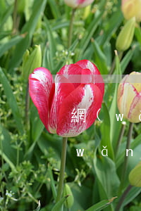 網(wǎng)貸逾期后多久可以清除(網(wǎng)貸逾期能恢復(fù)嗎)