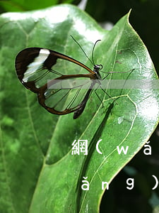 網(wǎng)貸逾期后如何在分期(網(wǎng)貸逾期怎么還)