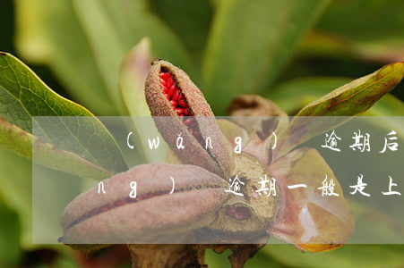 網(wǎng)貸逾期后會上門嗎（網(wǎng)貸逾期一般是上門還是起訴）