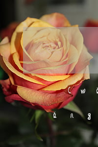 網(wǎng)貸逾期后該如何還款(網(wǎng)貸逾期了要怎么還最好)