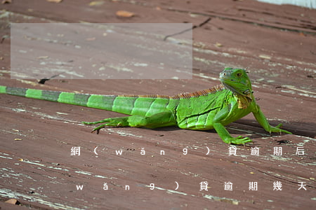 網(wǎng)貸逾期后還完就可以嗎(網(wǎng)貸逾期幾天還了之后)