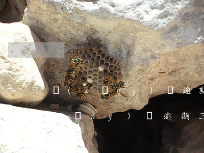 網(wǎng)貸逾期后還本金可以嗎(網(wǎng)貸逾期三年了,平臺說還本金就可以)