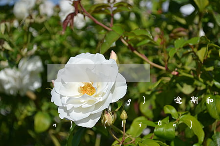 網(wǎng)貸逾期和綠碼有關(guān)聯(lián)嗎
