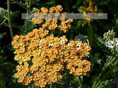 網(wǎng)貸逾期哪里還