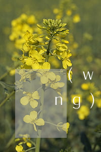 網(wǎng)貸逾期四年律師函(網(wǎng)貸逾期四個月收到律師函怎么辦)