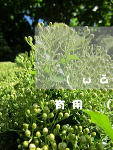 網(wǎng)貸逾期報(bào)警有沒有用(網(wǎng)貸逾期什么后果)