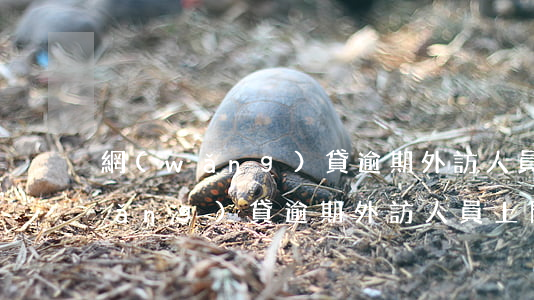 網(wǎng)貸逾期外訪人員上門(網(wǎng)貸逾期外訪人員上門全程視頻違法)