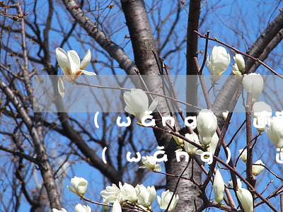 網(wǎng)貸逾期多久信用卡黑(信用卡網(wǎng)貸逾期半個(gè)月是不是黑了)