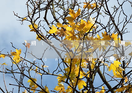網(wǎng)貸逾期多久催收的開始（網(wǎng)貸逾期多久進入催收）