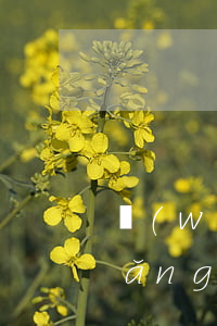 網(wǎng)貸逾期多久先扣本金(網(wǎng)貸逾期很久可以只還本金嗎)