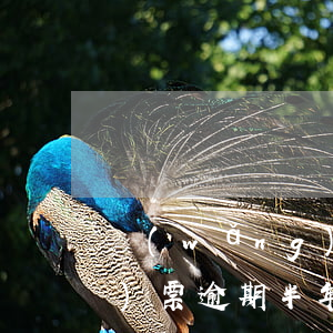 網(wǎng)貸逾期多久可以買機(jī)票(逾期半年能不能買機(jī)票)