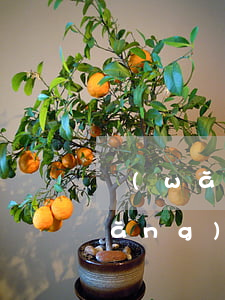 網(wǎng)貸逾期多久就不用了(網(wǎng)貸逾期多久就不用還了)