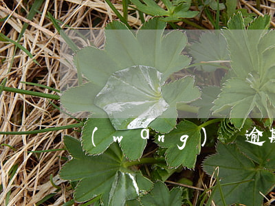 網(wǎng)貸逾期多少天上報信用