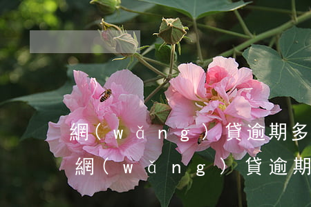 網(wǎng)貸逾期多少錢法院才會處理 網(wǎng)貸逾期多少錢可以立案