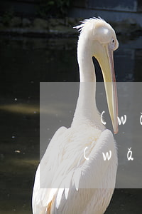 網(wǎng)貸逾期如何停息掛賬（南陽網(wǎng)貸逾期怎么申請(qǐng)掛賬停息）