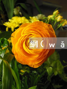網(wǎng)貸逾期如何查詢被限制