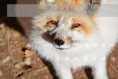網(wǎng)貸逾期如何解決-網(wǎng)貸逾期如何解決問題