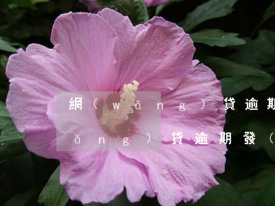 網(wǎng)貸逾期如何解釋短信(網(wǎng)貸逾期發(fā)函是什么意思)