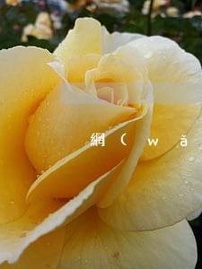 網(wǎng)貸逾期客服讓加微信能加嗎