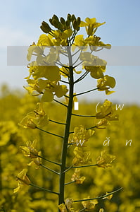 網(wǎng)貸逾期寄律師函到家里(網(wǎng)貸逾期被寄律師函)