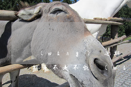 網(wǎng)貸逾期寶寶能上戶口嗎(有逾期是不是不能網(wǎng)貸了)