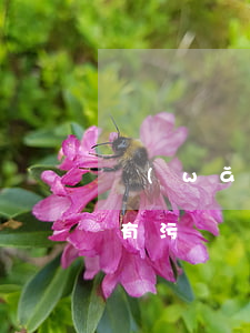 網(wǎng)貸逾期導(dǎo)致征信有污點(網(wǎng)貸 征信 逾期)