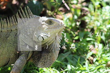 網(wǎng)貸逾期屬于違法嗎（網(wǎng)貸逾期屬于非法集資嗎）