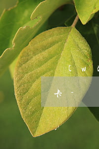 網(wǎng)貸逾期已還款能不能辦信用卡-網(wǎng)貸逾期已還款能不能辦信用卡了