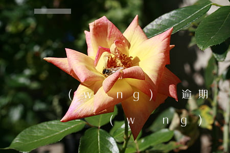 網(wǎng)貸逾期幾天影響信用卡使用嗎-網(wǎng)貸逾期幾天影響信用卡使用嗎知乎