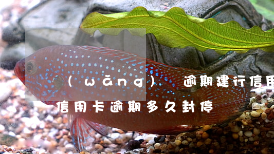 網(wǎng)貸逾期建行信用卡封卡(建行信用卡逾期多久封停)